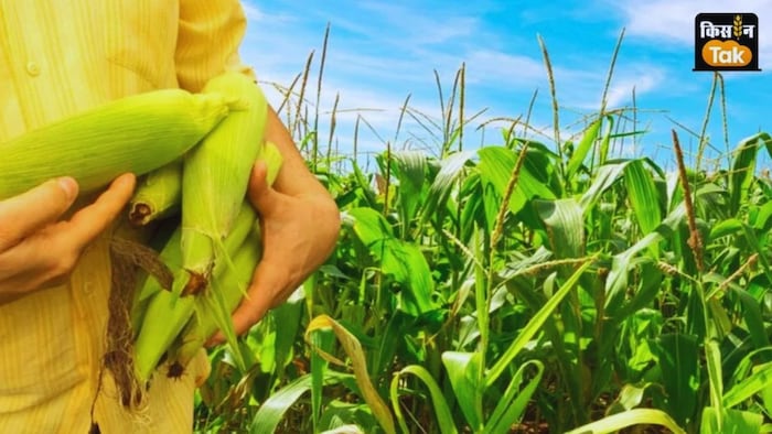 Maize Waste Products