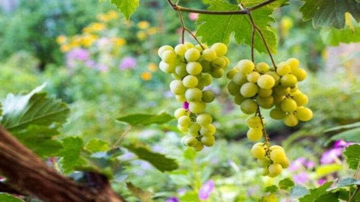 India's grapes will be sold abroad
