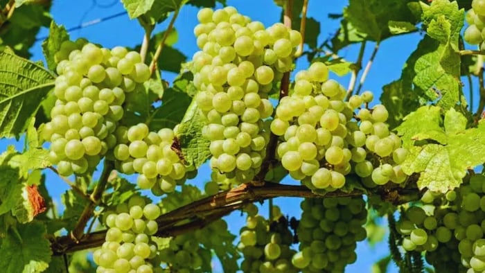 Grape Cultivation