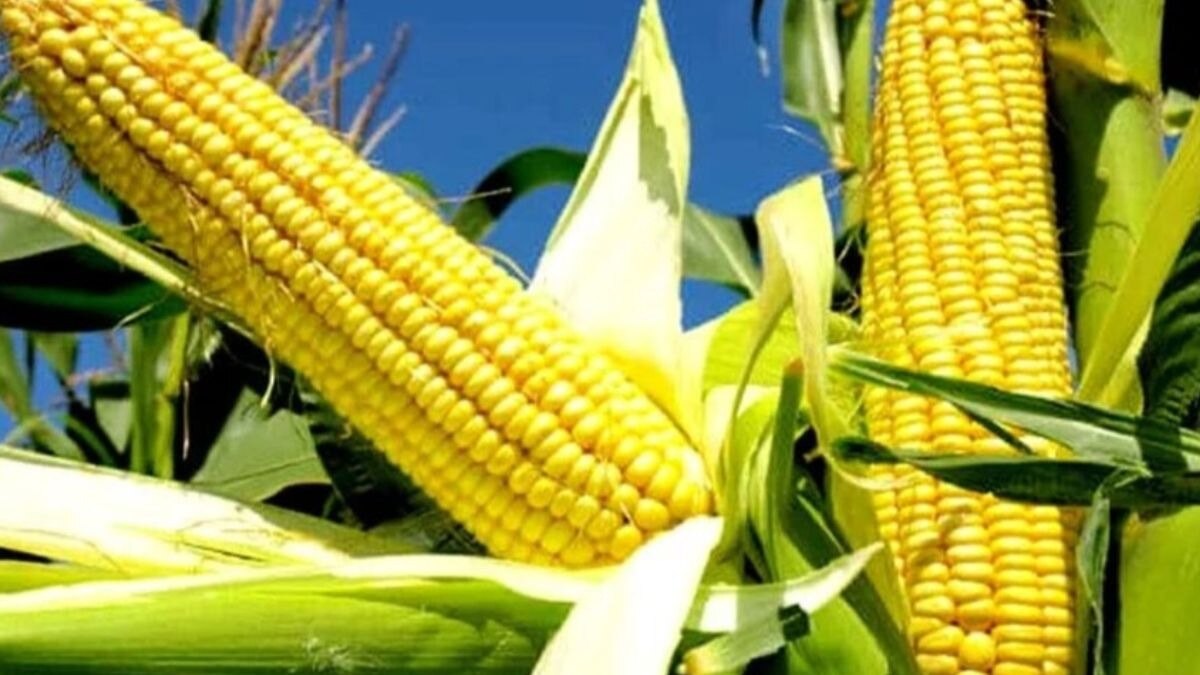 मक्के की खेती