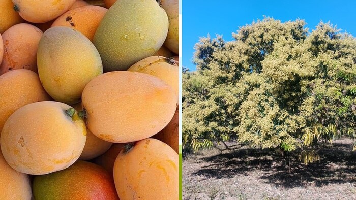 लखनऊ के मलिहाबाद में स्थित बागों में आम के पेड़ बौर से लदे हुए हैं. (फोटो-किसान तक)