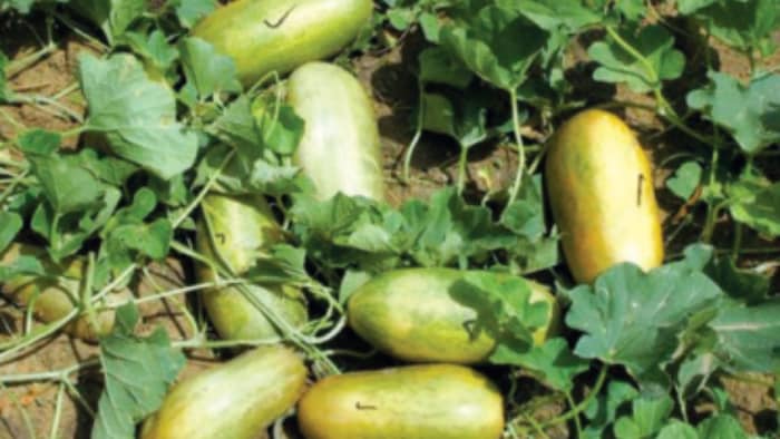 Foot Kakdi Snap Melon Farming