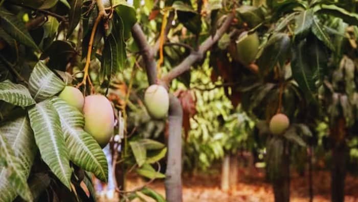 जनवरी में आम के बाग में करें ये काम