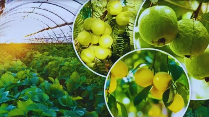 फलों की बागवानी पर बंपर सब्सिडी