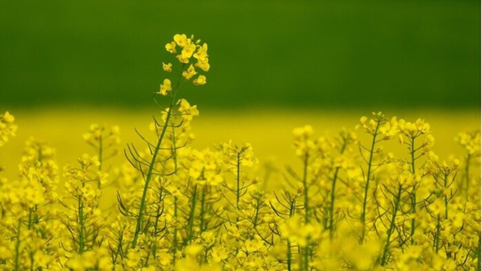 mustard Model Farm Sea Solidaridad
