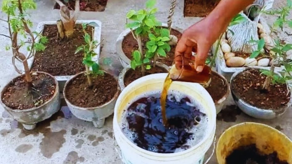 चिलचिलाती गर्मी में भी नहीं झुलसेंगे पौधे, बचाव के लिए डालें ये 3 ठंडी खाद चिलचिलाती गर्मी में भी नहीं झुलसेंगे पौधे, बचाव के लिए डालें ये 3 ठंडी खाद