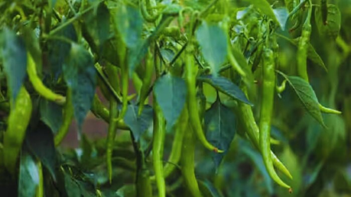 मिर्च की खेती