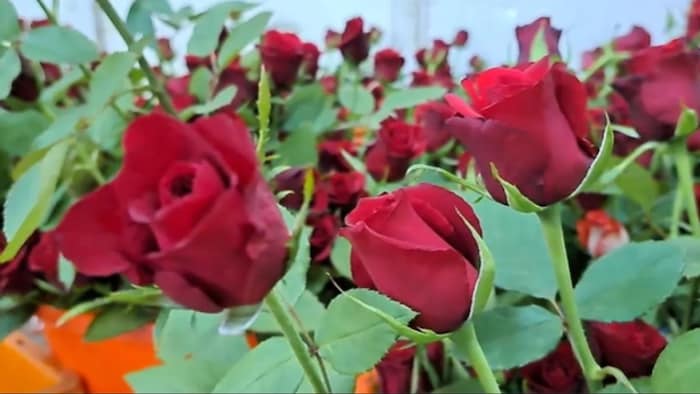 गुलाब के पौधों में रोग की समस्या