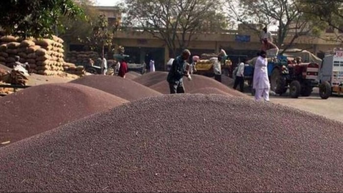 सरसों सत्याग्रह आंदोलन