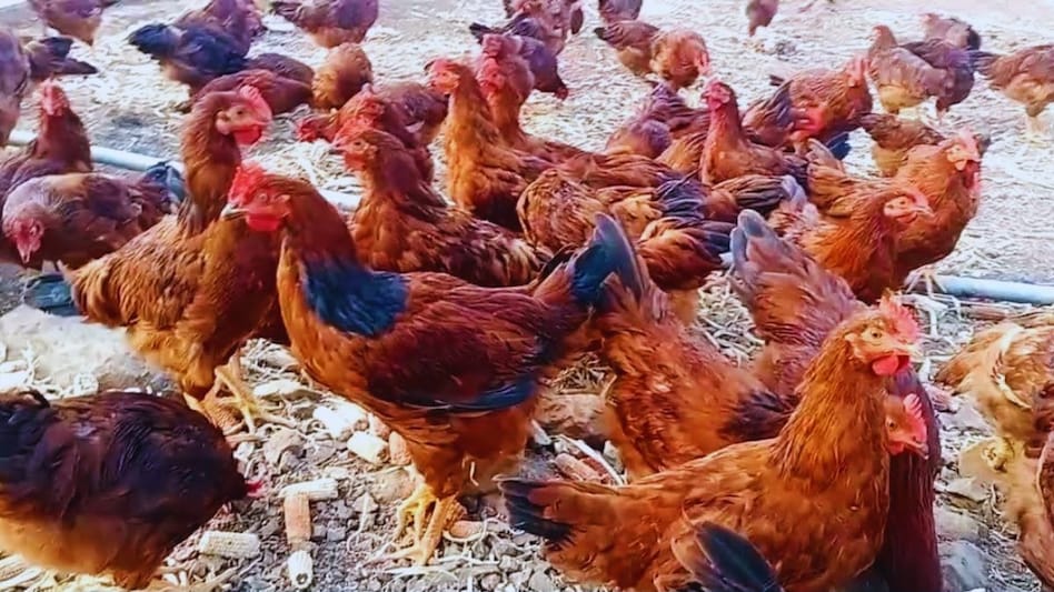 मुर्गे-मुर्गियों को खिलाएं ये ‘हरा चारा’, अंडों की पैदावार होगी दोगुनी मुर्गे-मुर्गियों को खिलाएं ये ‘हरा चारा’, अंडों की पैदावार होगी दोगुनी