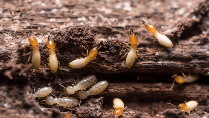 आम के पेड़ों को दीमक से कैसे बचाएं?