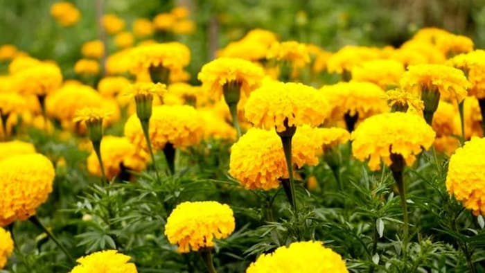 गेंदे की खेती