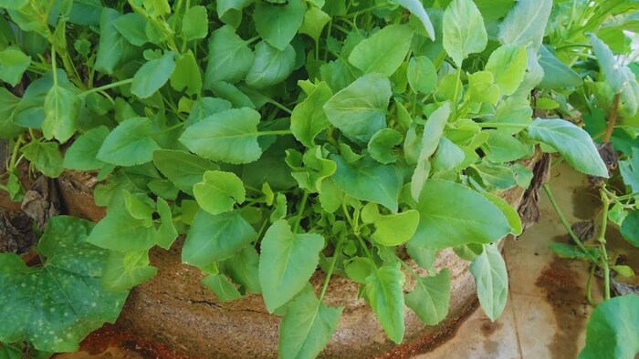 खेती के लिए बेस्ट है चुक्का कुरा