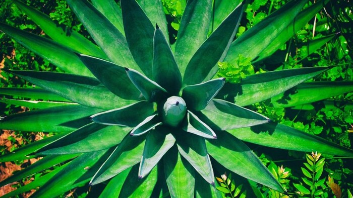 सिसल के पत्तों का इस्तेमाल