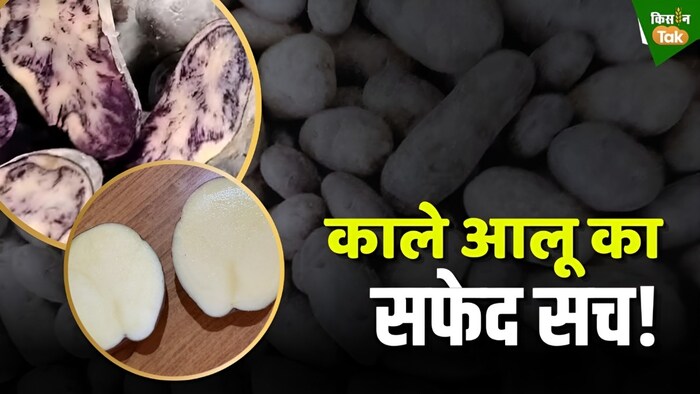 काले आलू से जुड़े दावे का सच