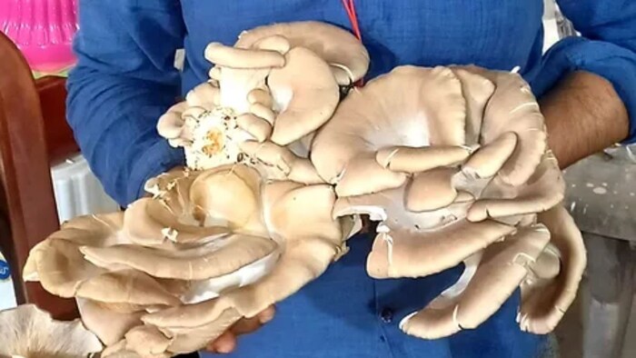 Oyster Mushroom