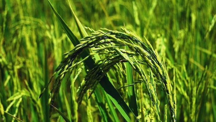 धान की खेती