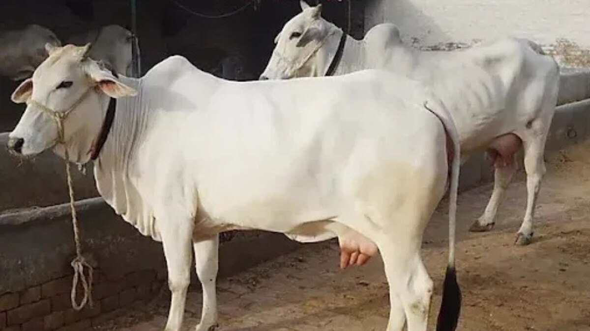 देसी नस्ल की थारपारकर गाय भारत की बेहतरीन दुधारू गायों में से एक है.