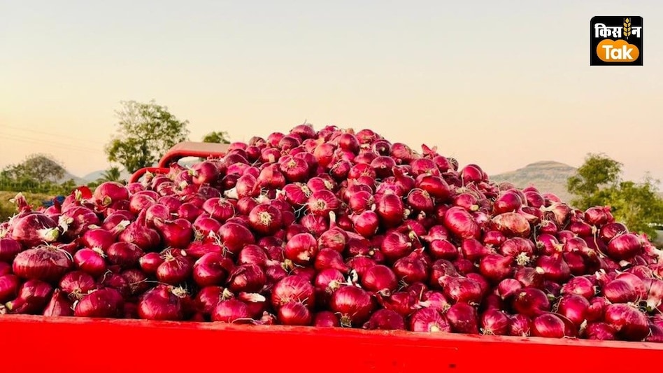 Onion Price: MP, महाराष्ट्र और गुजरात की मंडियों में प्याज की कीमतों का बुरा हाल, जानिए ताजा भाव Onion Price: MP, महाराष्ट्र और गुजरात की मंडियों में प्याज की कीमतों का बुरा हाल, जानिए ताजा भाव