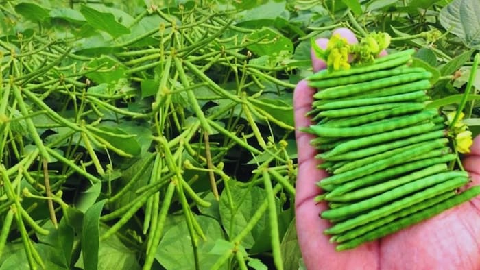 मूंग की खेती