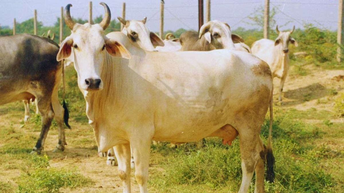 गाय की ये 5 नस्लें पालकर धनवान बन सकते हैं आप, खर्च कम और मुनाफा ज्यादा