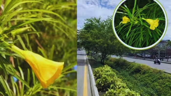 कनेर के पौधे