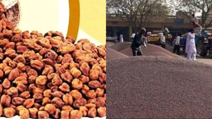 Sarso Chana MSP Kharid