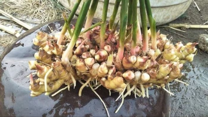 जून में करें अदरक की बुवाई. (सांकेतिक फोटो)