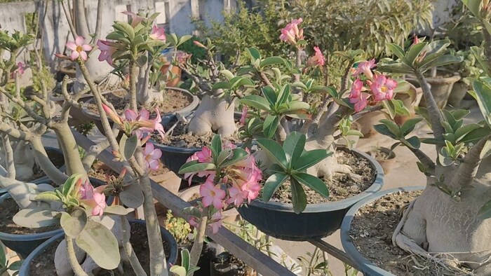 एडेनियम बाबा के नाम से मशहूर