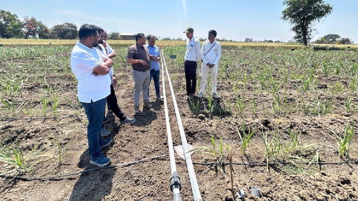AI in sugarcane farming