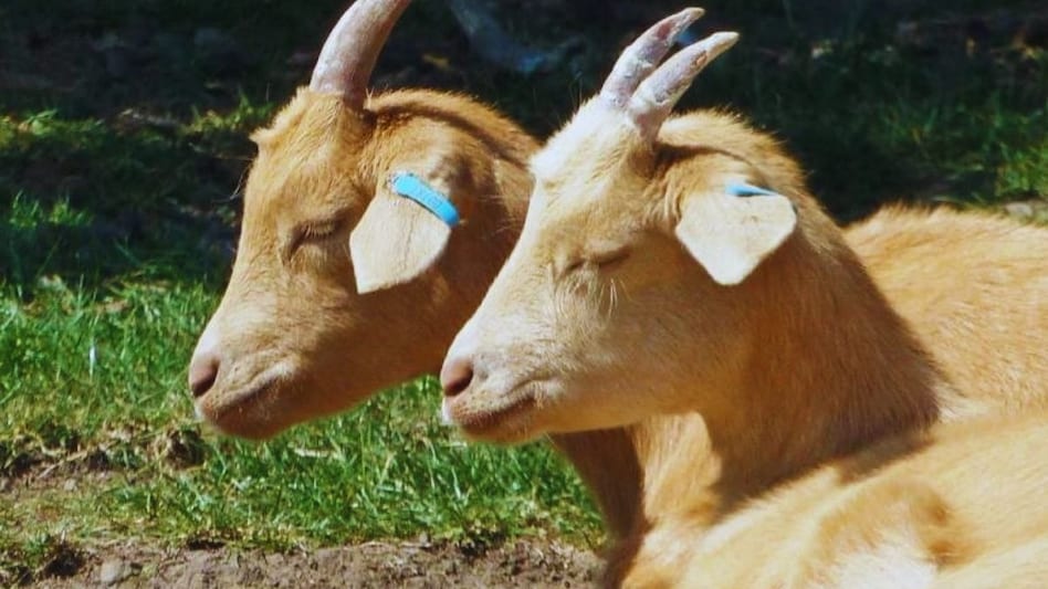 कैसे पहचानें बकरी हीट में आई या नहीं, इन 5 लक्षण से मिलेगी जानकारी कैसे पहचानें बकरी हीट में आई या नहीं, इन 5 लक्षण से मिलेगी जानकारी