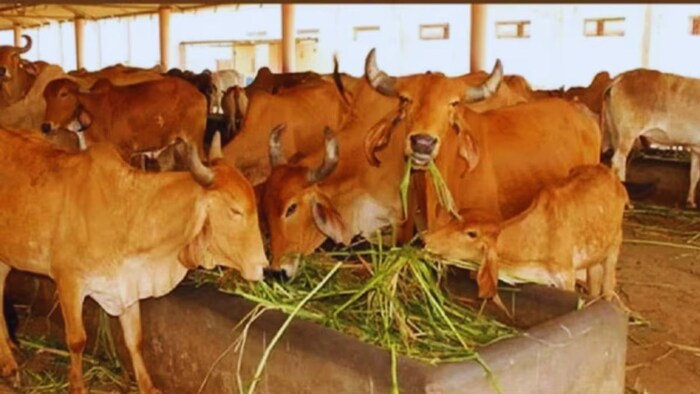 ज्वार का चारा