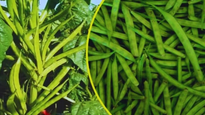 बीन्स की खेती
