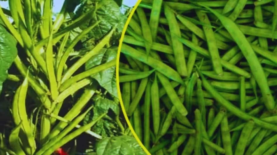 खेती के लिए बेस्ट है बीन्स की ये किस्म, यहां से खरीदें ऑनलाइन बीज खेती के लिए बेस्ट है बीन्स की ये किस्म, यहां से खरीदें ऑनलाइन बीज