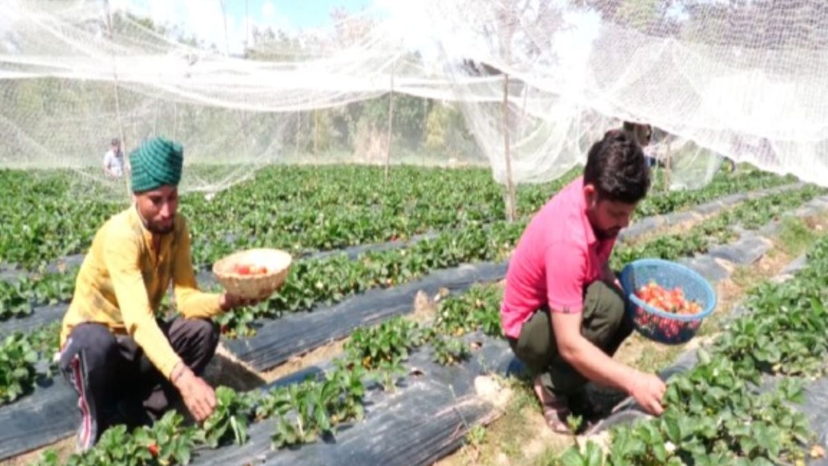 Udhampur Strawberry Farming