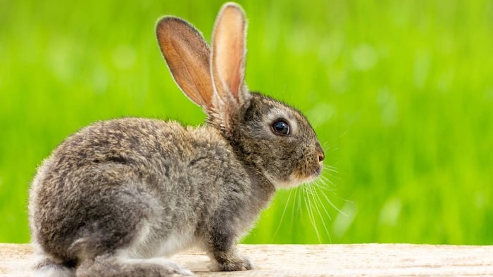 rabbit farming legal in India