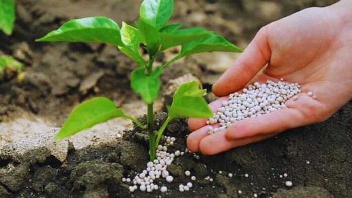 top fake fertilizers and seeds