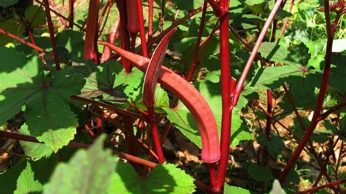 लाल भिंडी की खेती