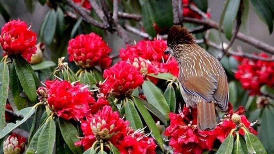 खूबसूरती के साथ कमाई का जरिया है बुरांश, हर्बल चाय में भी होता है इस्तेमाल खूबसूरती के साथ कमाई का जरिया है बुरांश, हर्बल चाय में भी होता है इस्तेमाल
