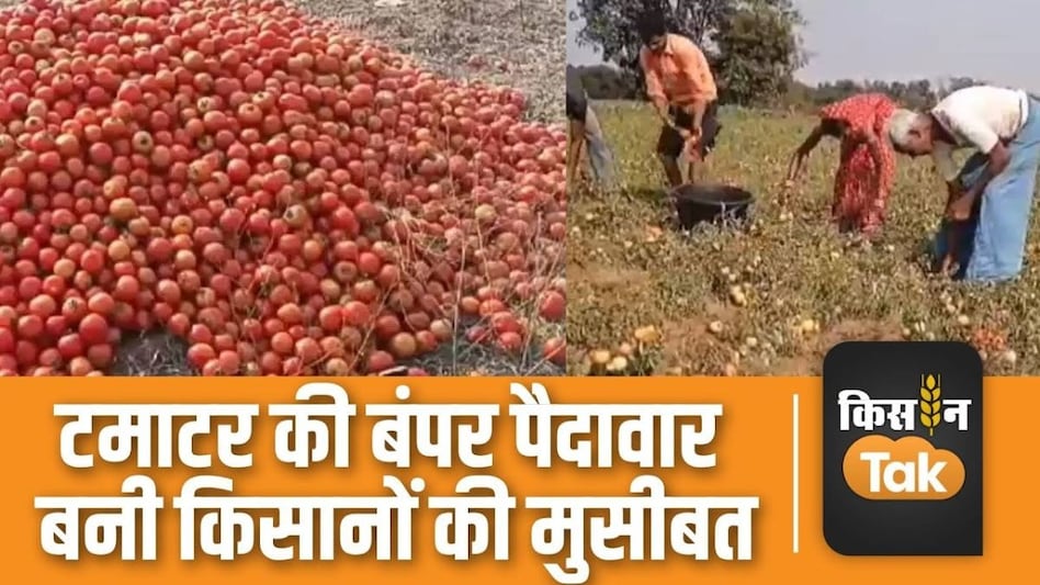 मध्य प्रदेश में 2 रुपये किलो तक गिरे टमाटर के भाव, फसल की लागत निकालना भी मुश्किल मध्य प्रदेश में 2 रुपये किलो तक गिरे टमाटर के भाव, फसल की लागत निकालना भी मुश्किल