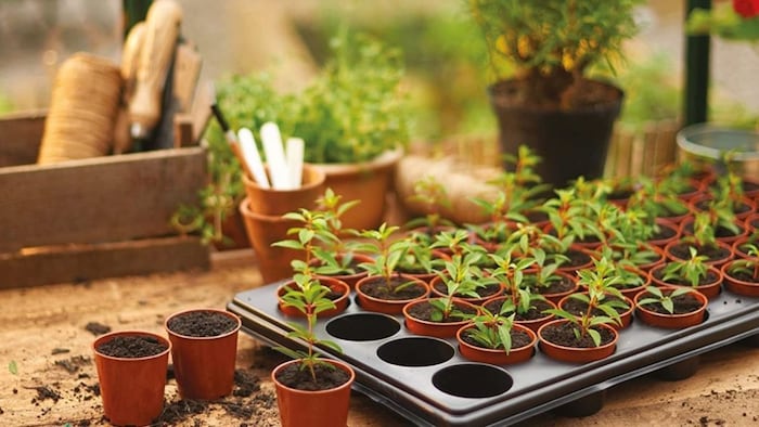 नर्सरी ट्रे के बिजनेस से कमा रहे अच्छा मुनाफा