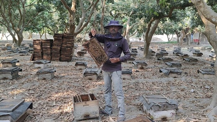 लीची से शहद निकालने का काम कर रहे किसान