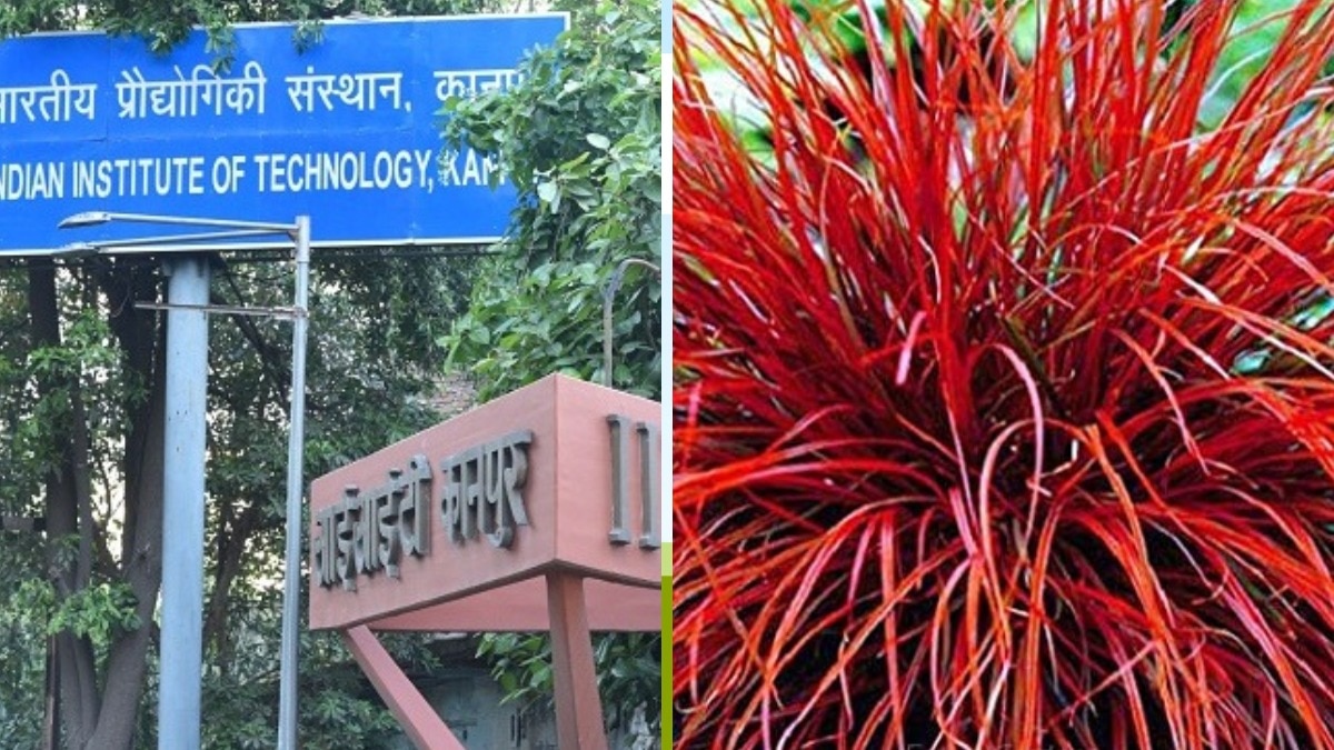 आईआईटी कानपुर के शोधकर्ताओं ने एक विशेष हेमोस्टैटिक स्पंज विकसित किया है.