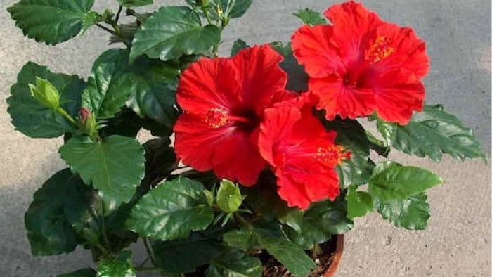 How to grow Hibiscus at home