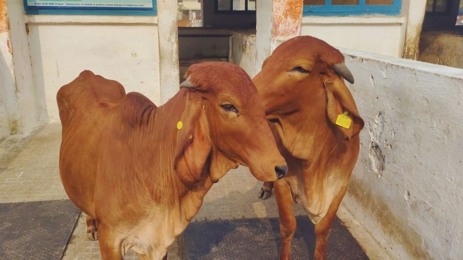 Animal Tag: पशुओं की टैगिंग कराने पर मिलते हैं ये बड़े फायदे, 29 करोड़ पशुओं की हो चुकी है  Animal Tag: पशुओं की टैगिंग कराने पर मिलते हैं ये बड़े फायदे, 29 करोड़ पशुओं की हो चुकी है