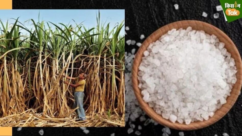 महाराष्ट्र के चीनी उत्पादन में 25% तक की गिरावट, समय से पहले ही खत्म होने वाला है पेराई सीजन  महाराष्ट्र के चीनी उत्पादन में 25% तक की गिरावट, समय से पहले ही खत्म होने वाला है पेराई सीजन