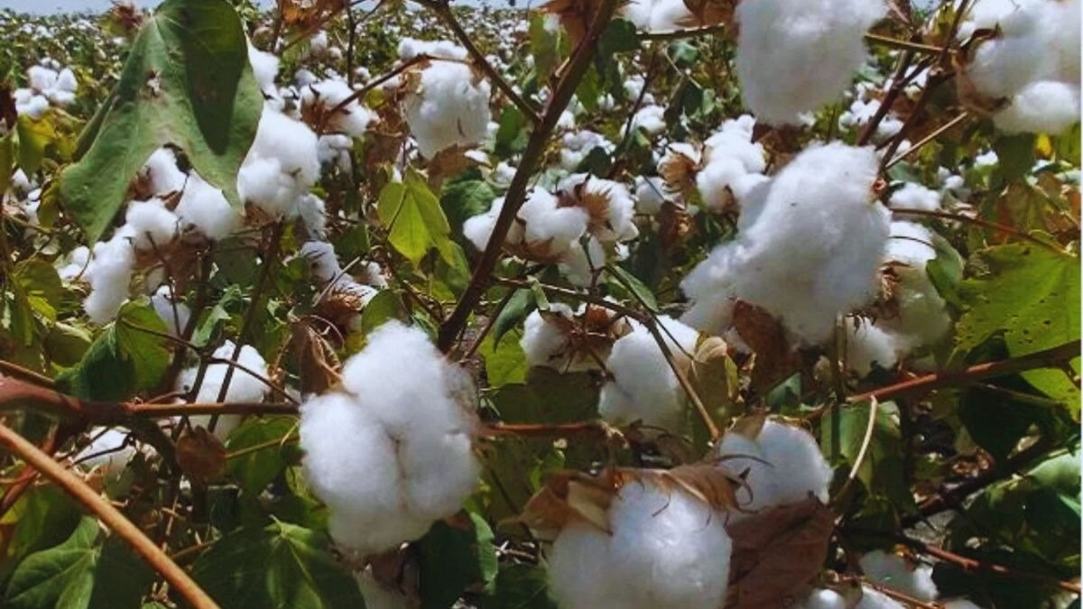 कपास की कीमतों में बढ़त
