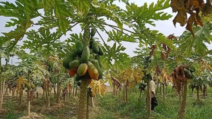 Papaya Cultivation
