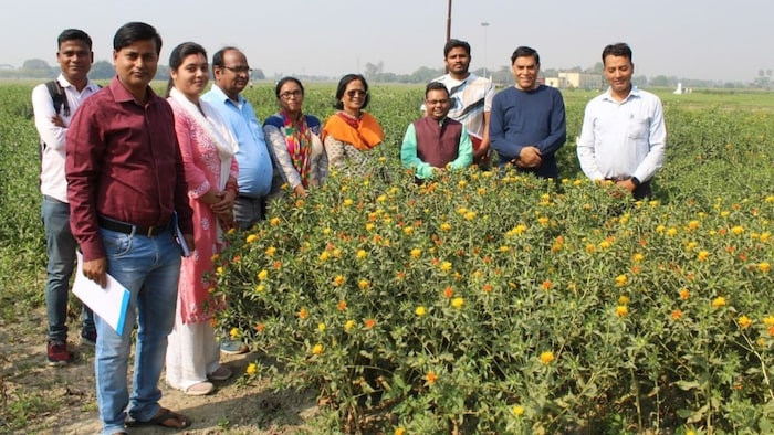 सरसों की नई किस्म