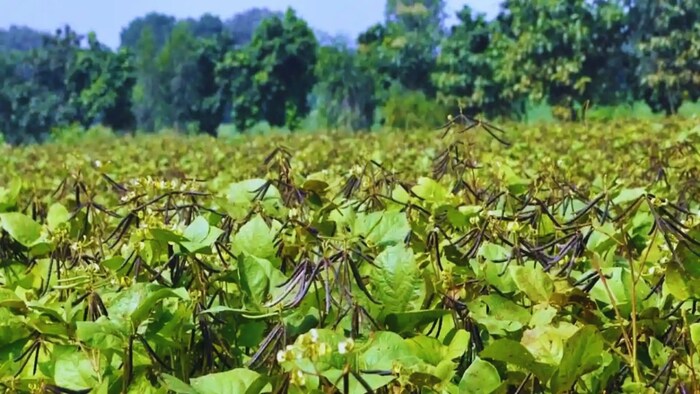 मूंग की खेती में कम करें कीटनाशकों का इस्तेमाल